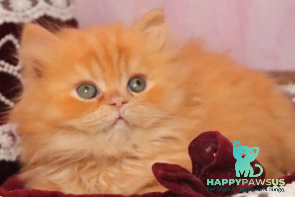 Bow British Longhair male red live animals