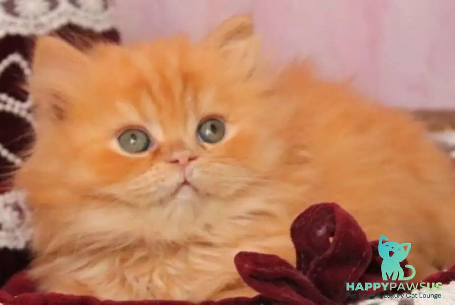 Bow British Longhair male red live animals