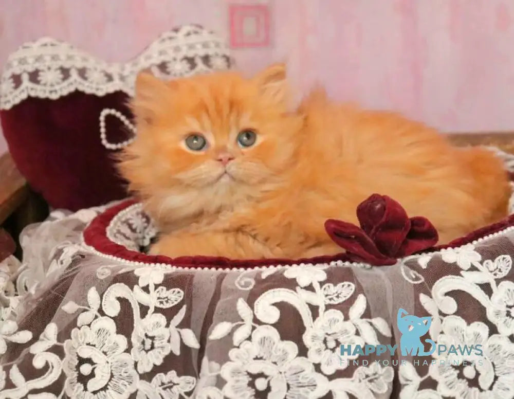 Bow British Longhair male red live animals
