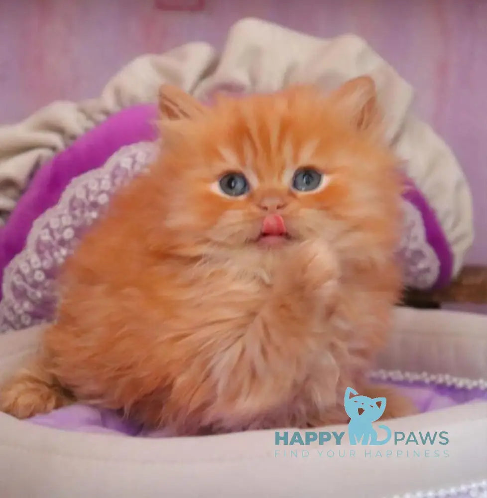 Bow British Longhair male red live animals