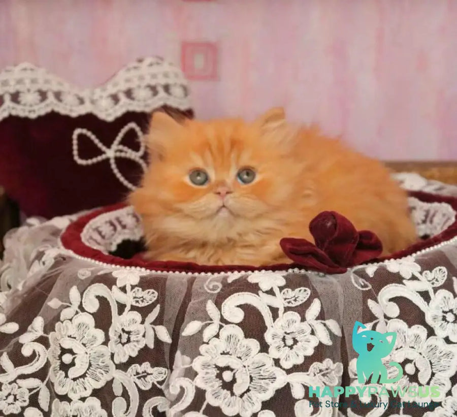 Bow British Longhair male red live animals
