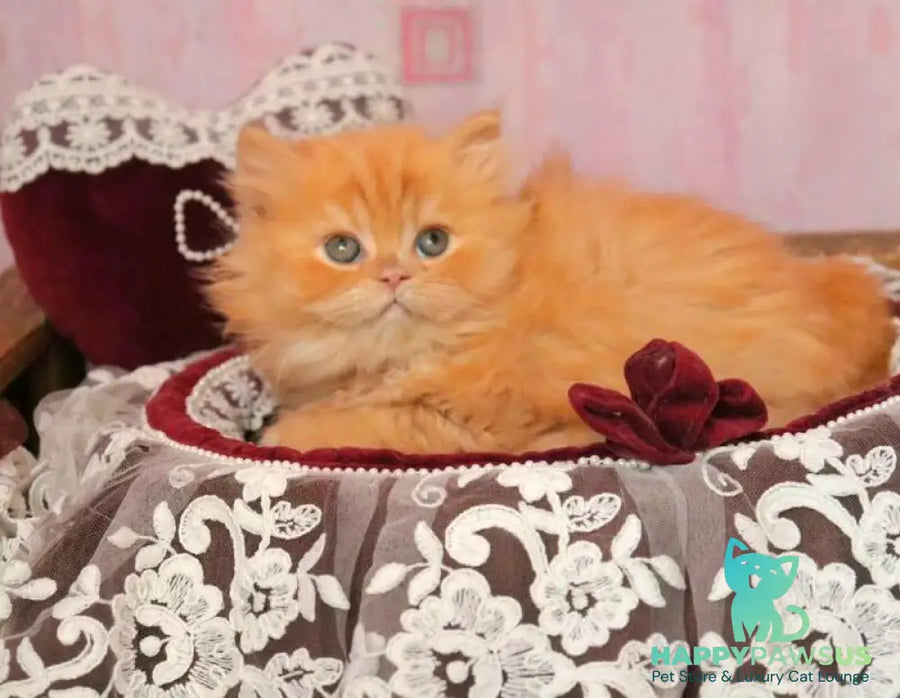 Bow British Longhair male red live animals