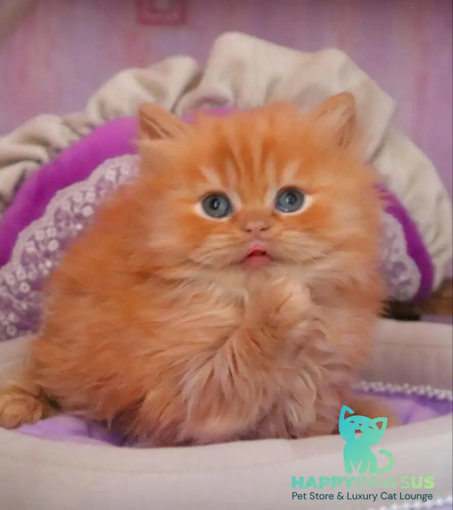 Bow British Longhair male red live animals
