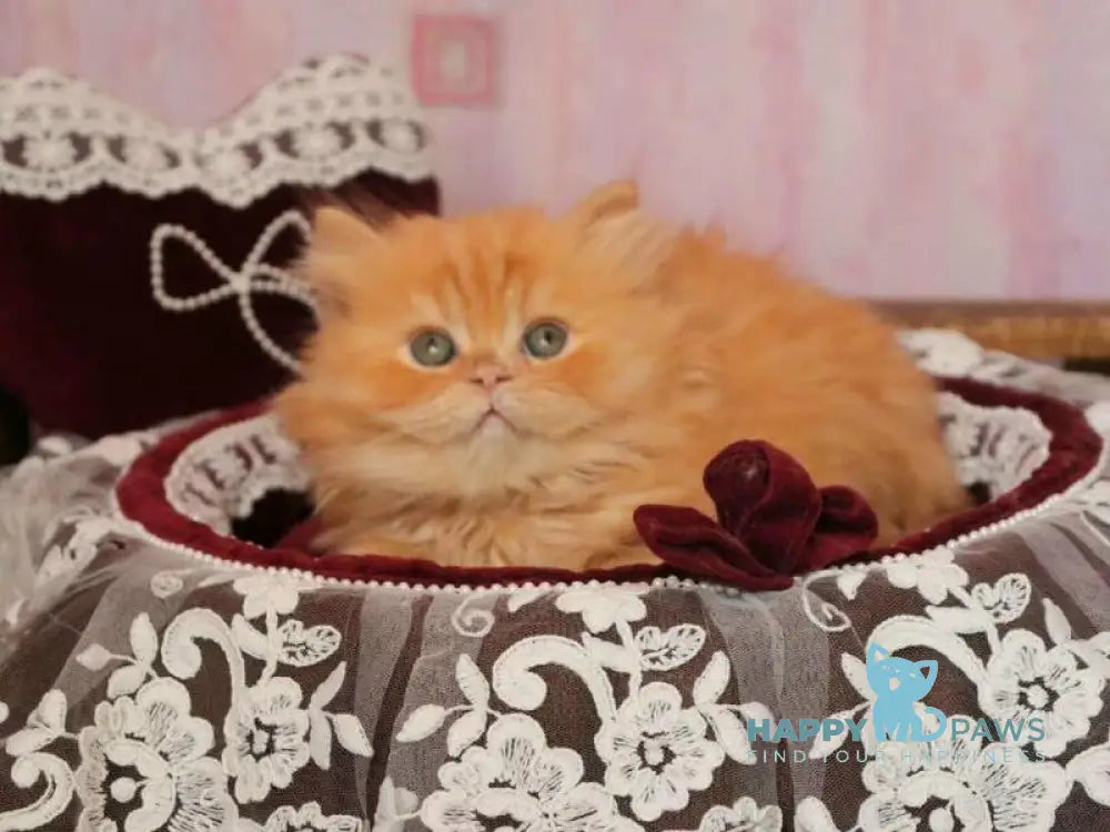 Bow British Longhair male red live animals