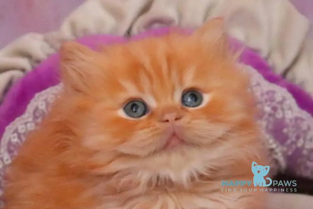 Bow British Longhair male red live animals