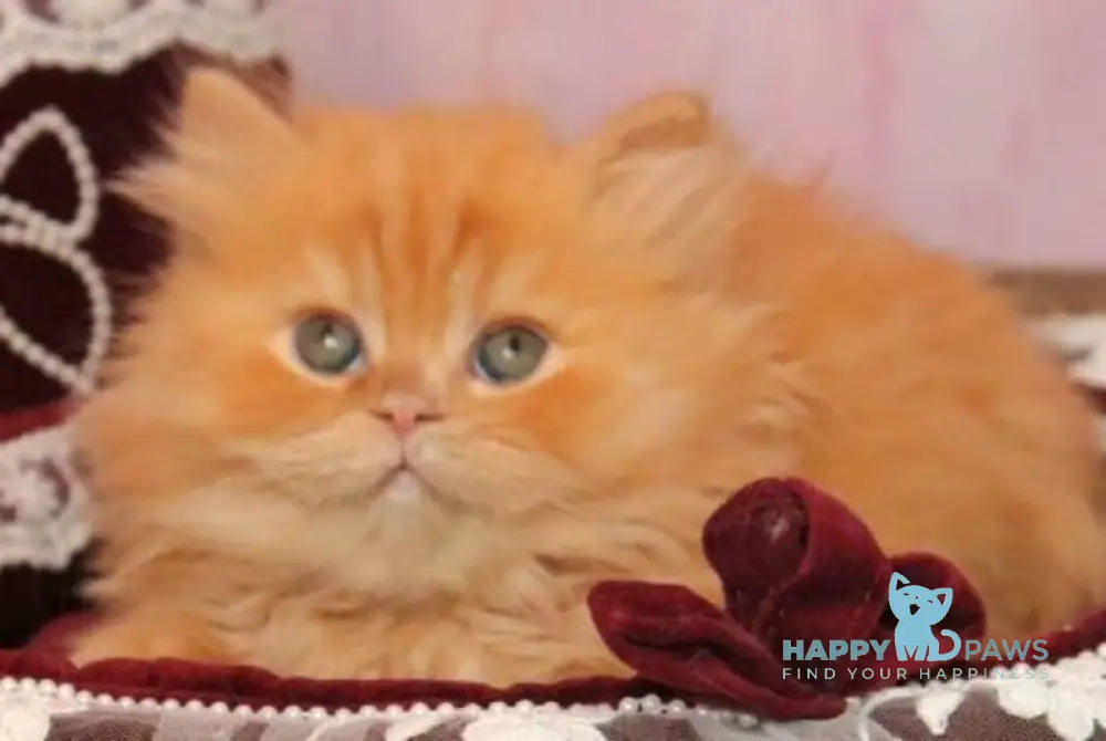 Bow British Longhair male red live animals