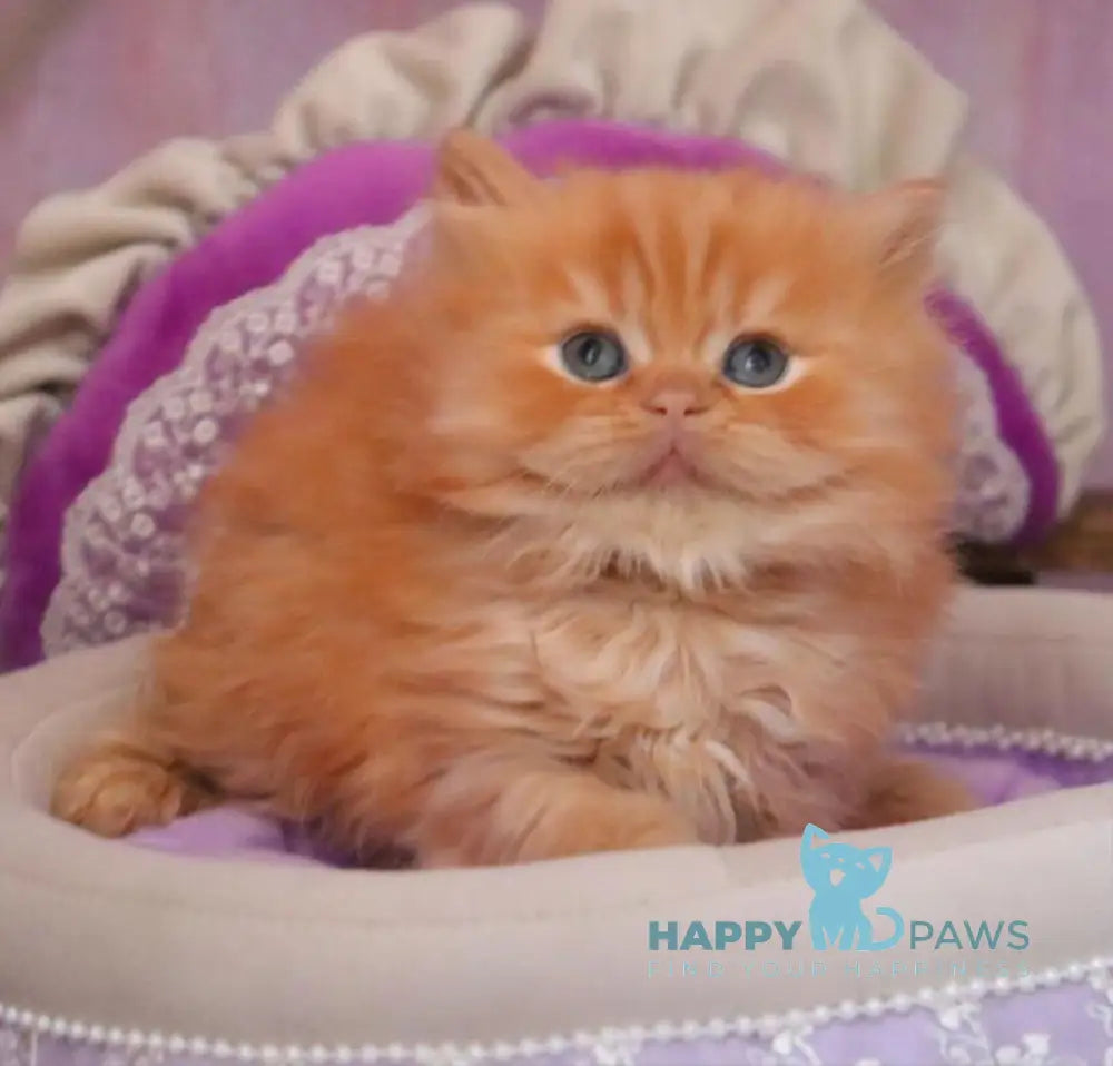 Bow British Longhair male red live animals