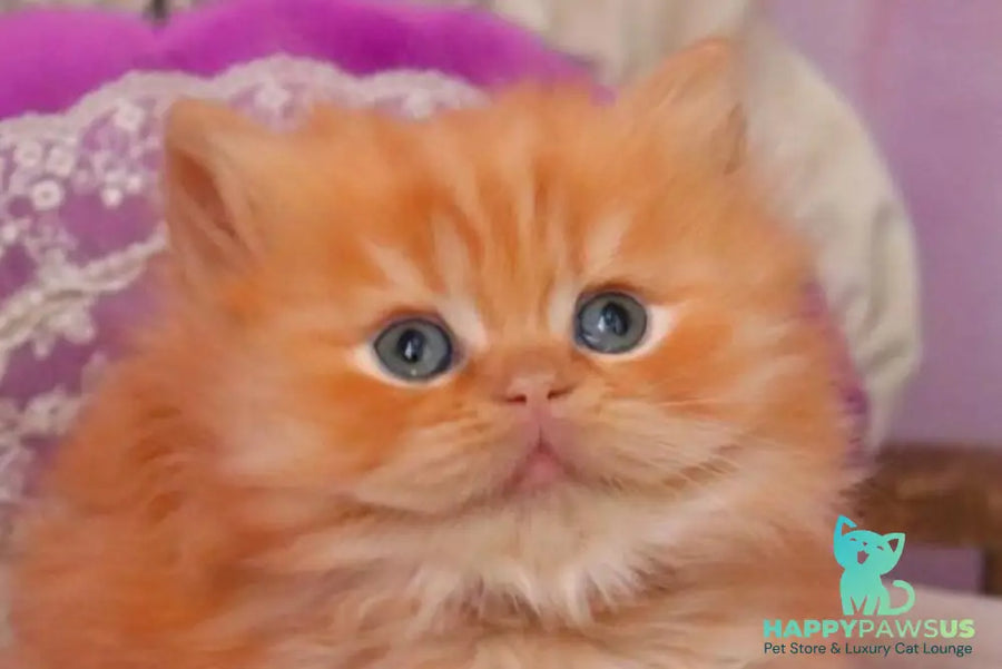 Bow British Longhair male red live animals