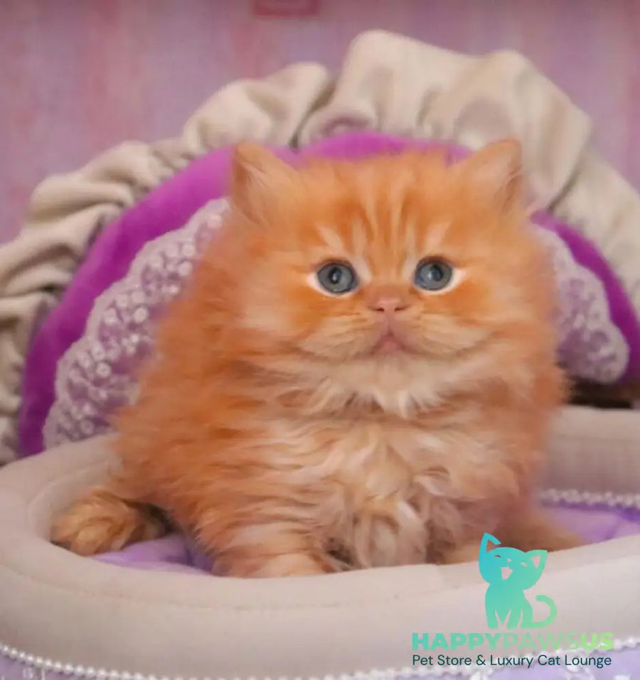 Bow British Longhair male red live animals