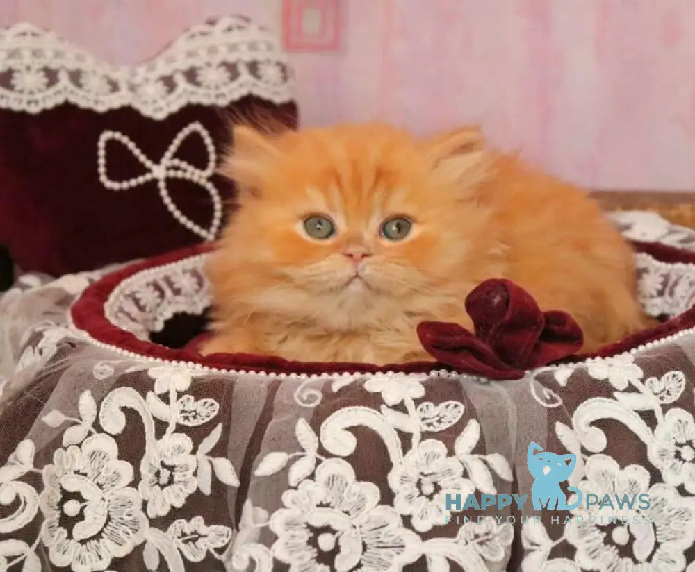 Bow British Longhair male red live animals