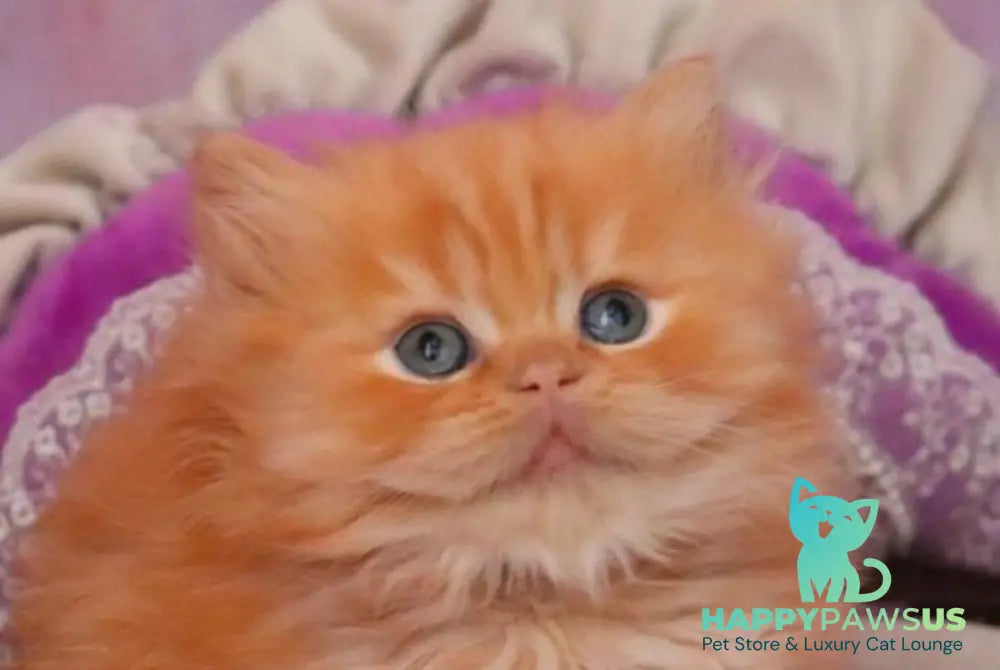 Bow British Longhair male red live animals