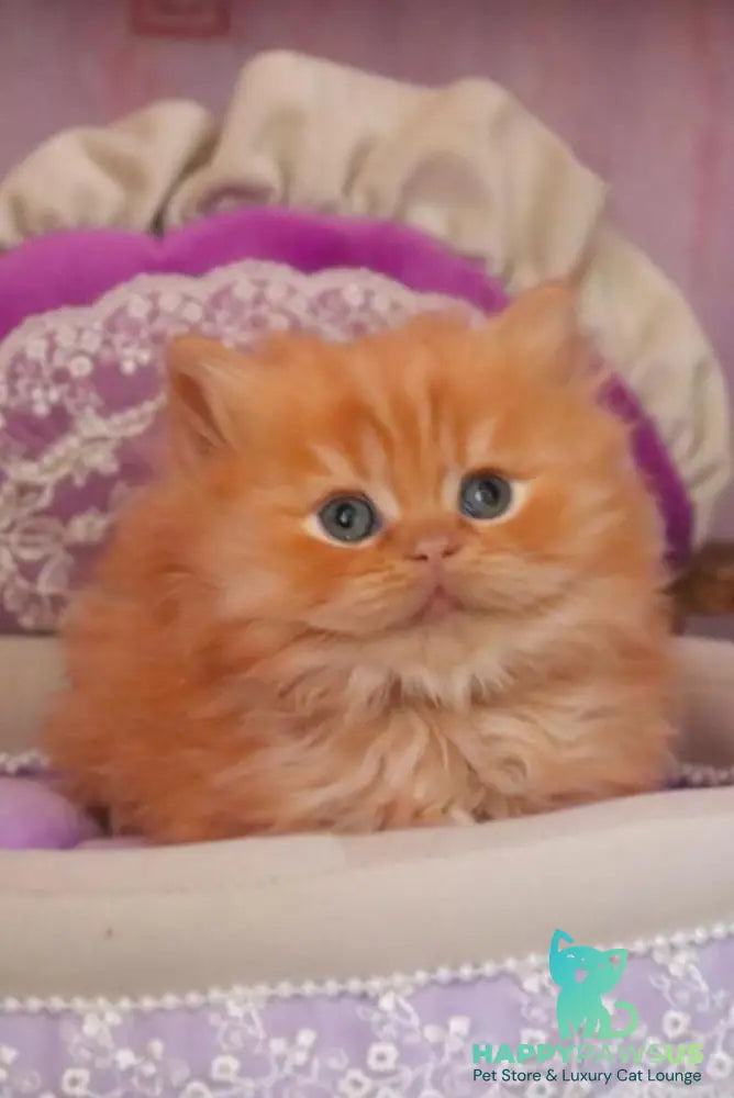 Bow British Longhair male red live animals