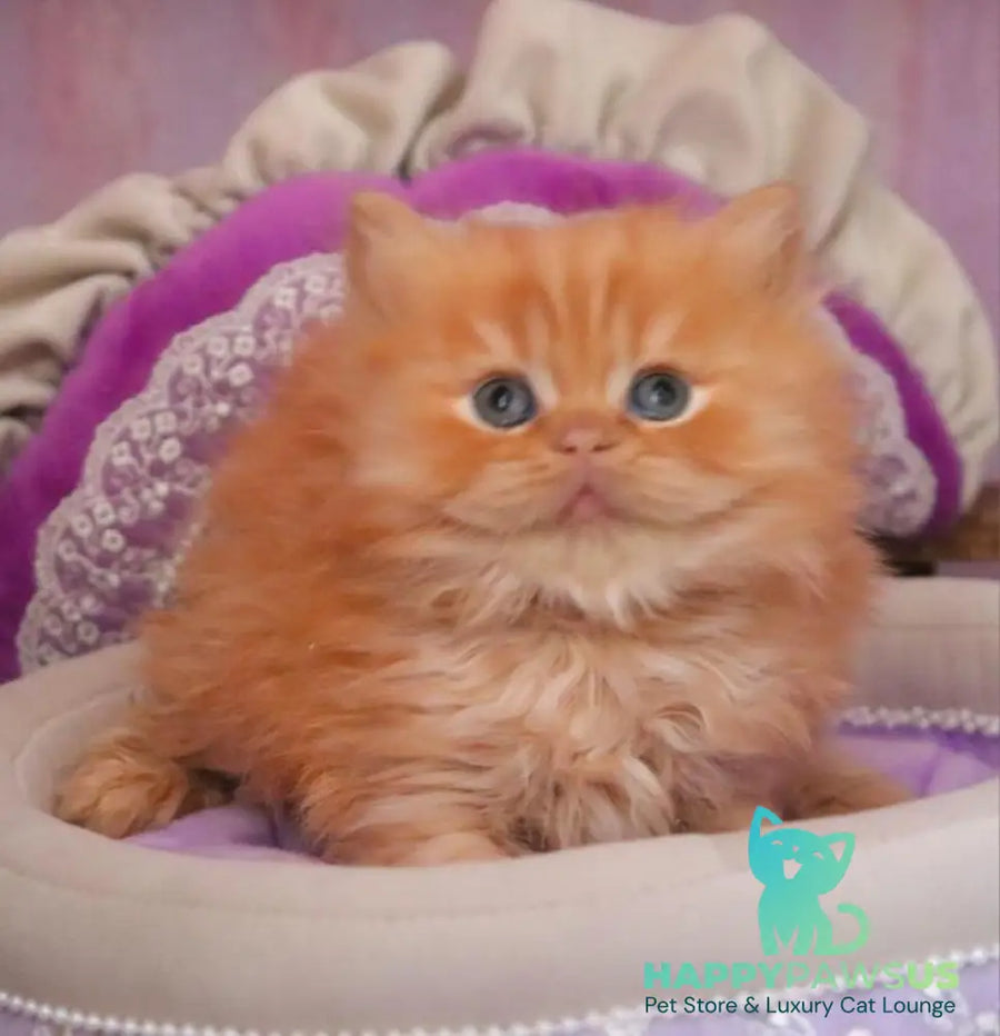 Bow British Longhair male red live animals