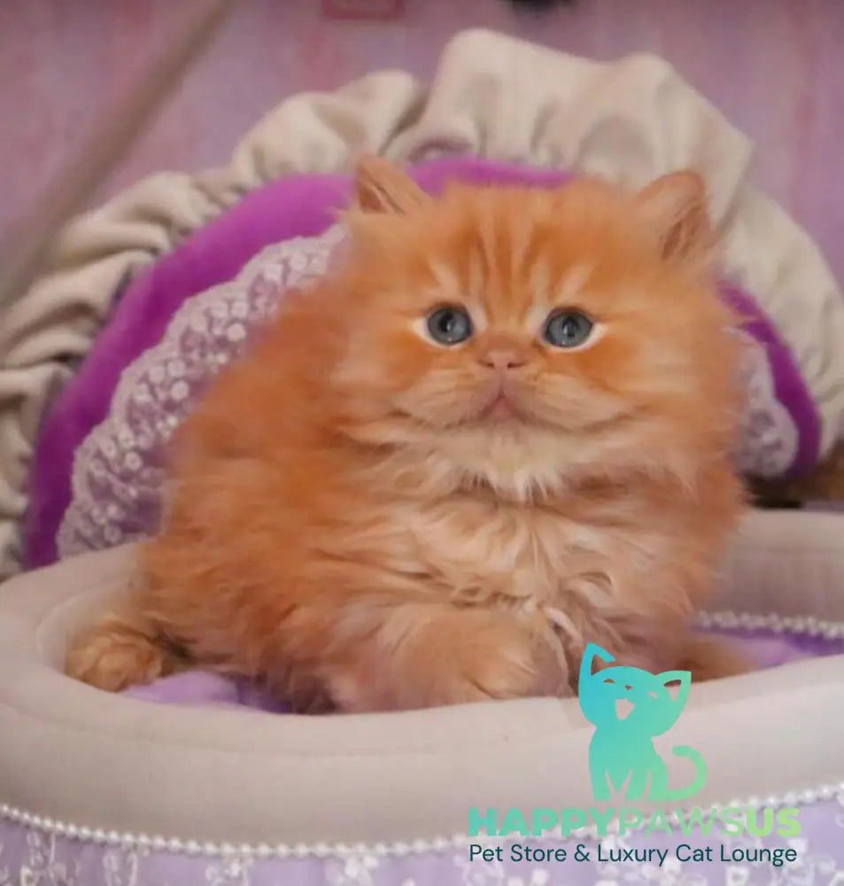 Bow British Longhair male red live animals