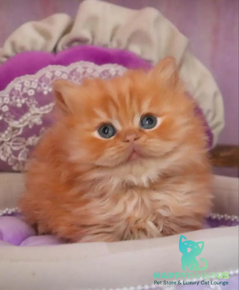 Bow British Longhair male red live animals