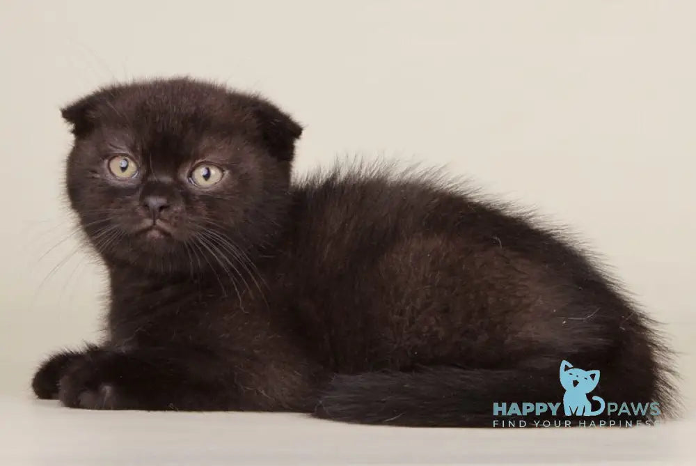 Boy Scottish Straight male black live animals