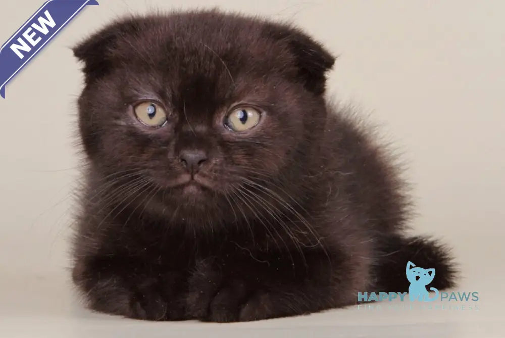 Boy Scottish Straight male black live animals