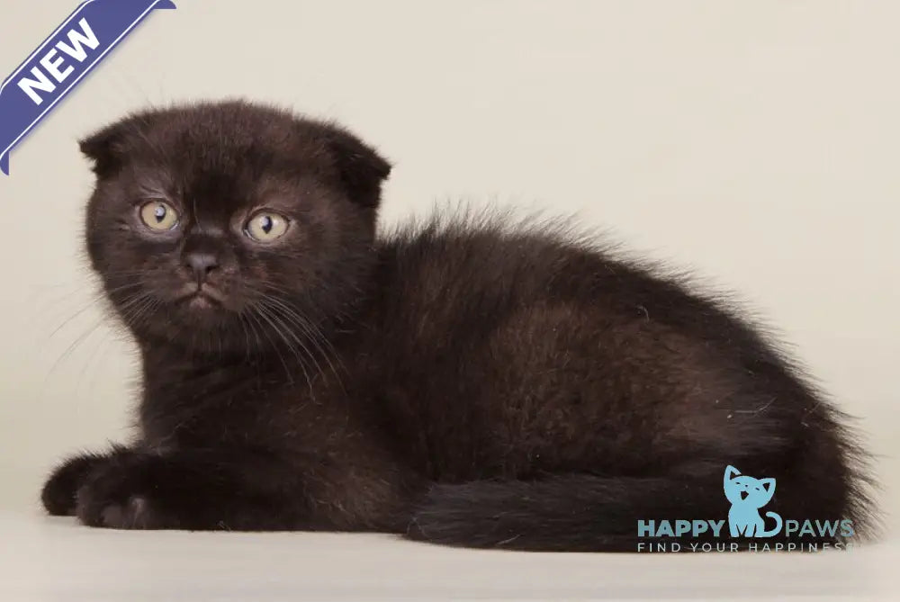 Boy Scottish Straight male black live animals