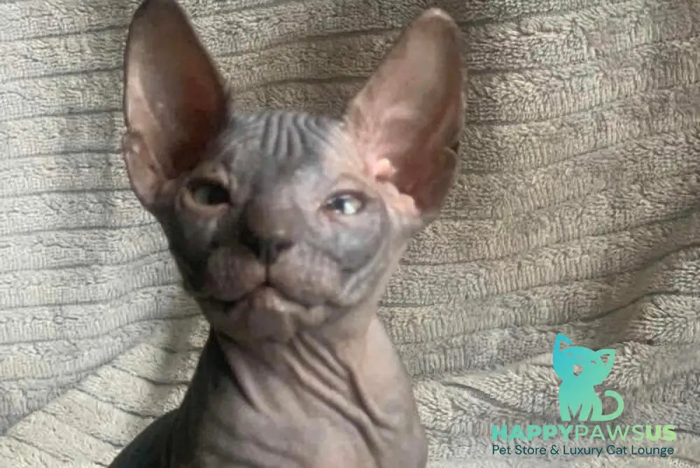 Bozhena Don Sphynx female black tortie - live animals