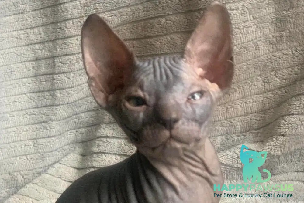 Bozhena Don Sphynx female black tortie - live animals