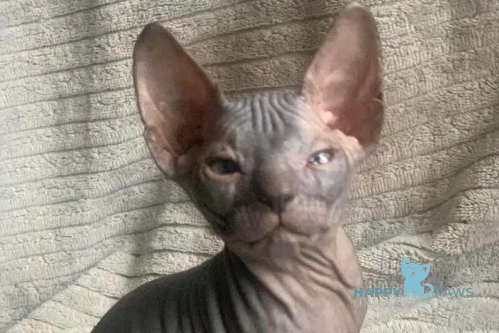 Bozhena Don Sphynx female black tortie - live animals