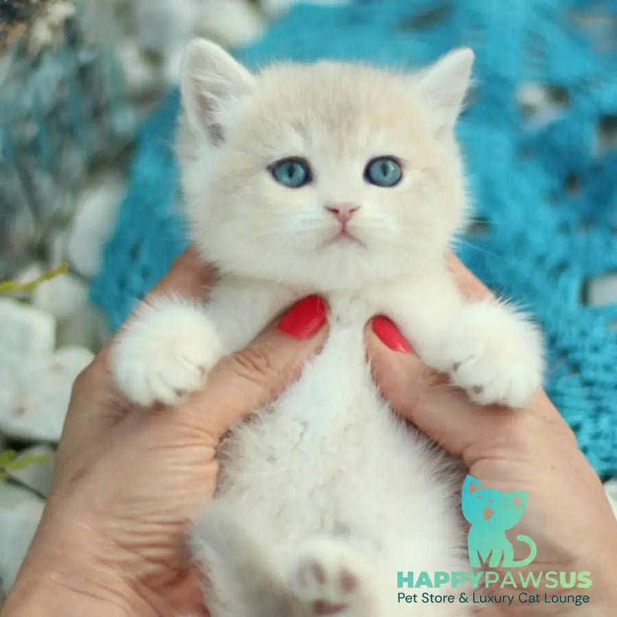 Brains British Shorthair male blue golden shaded - live animals