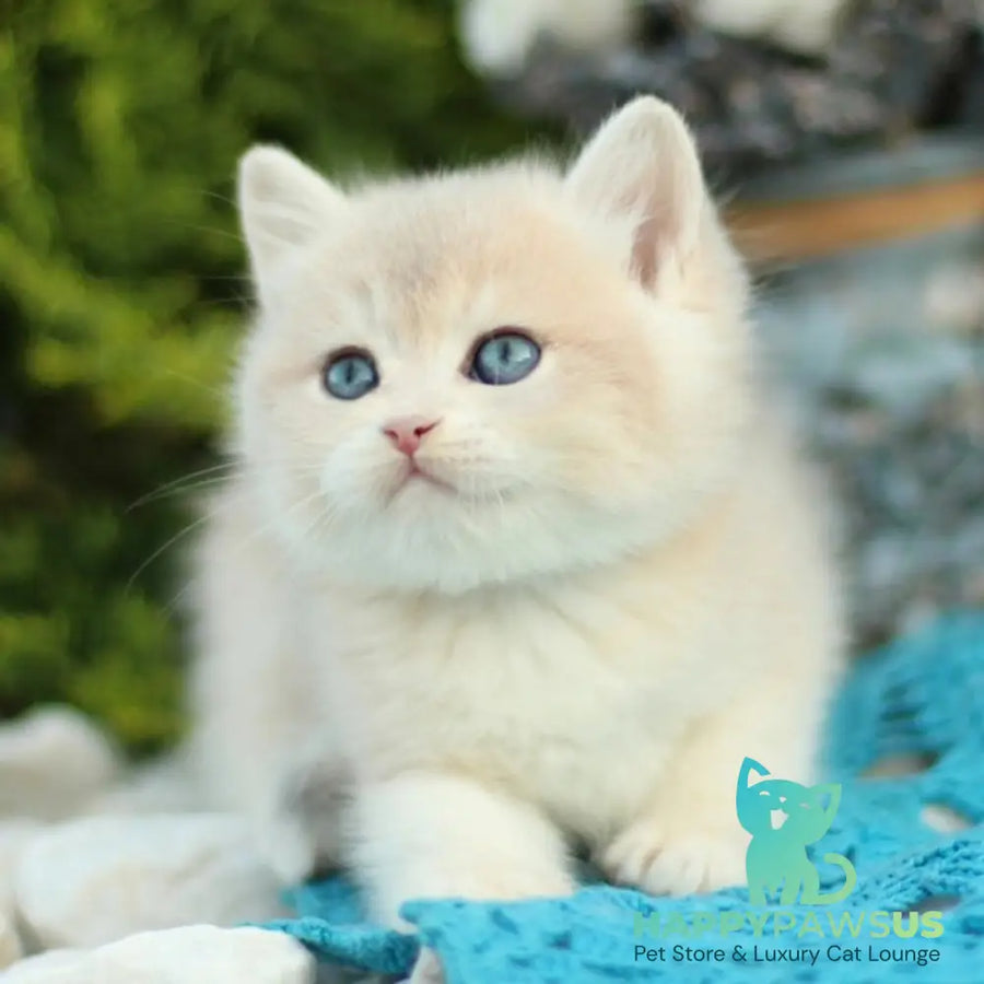 Brains British Shorthair male blue golden shaded - live animals
