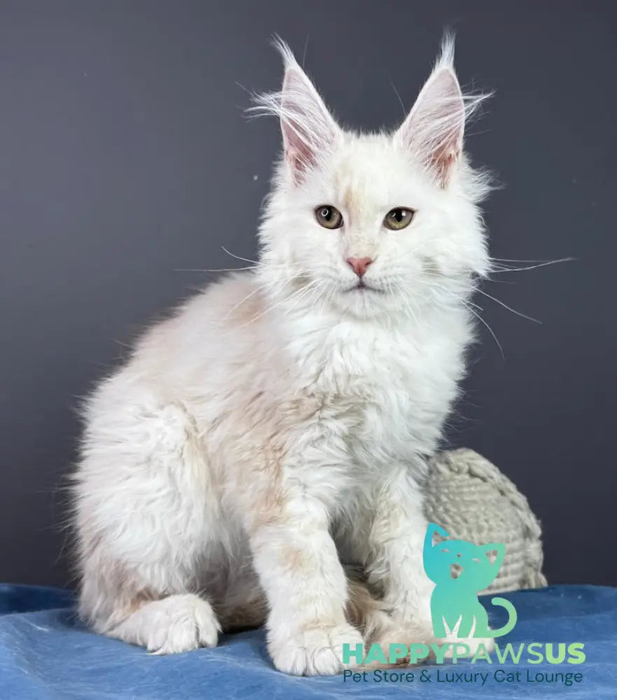 Bram Maine Coon male red smoke live animals