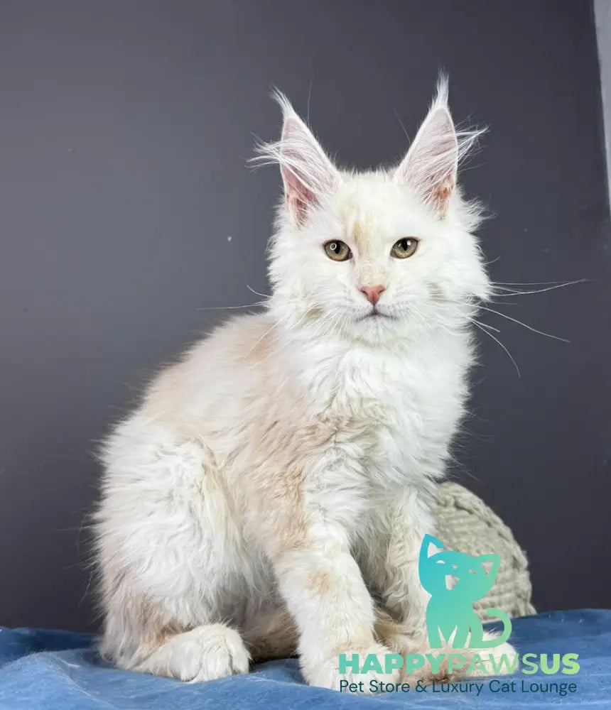 Bram Maine Coon male red smoke live animals