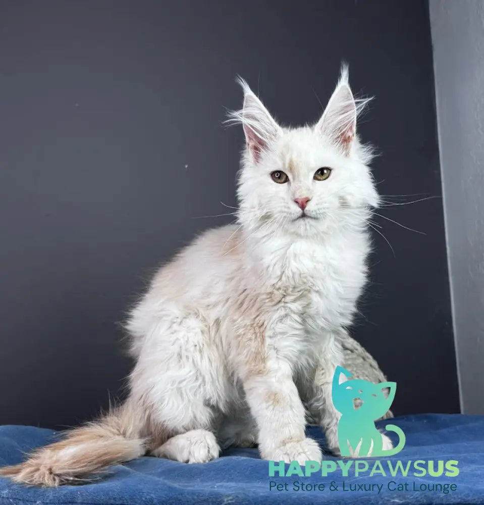 Bram Maine Coon male red smoke live animals