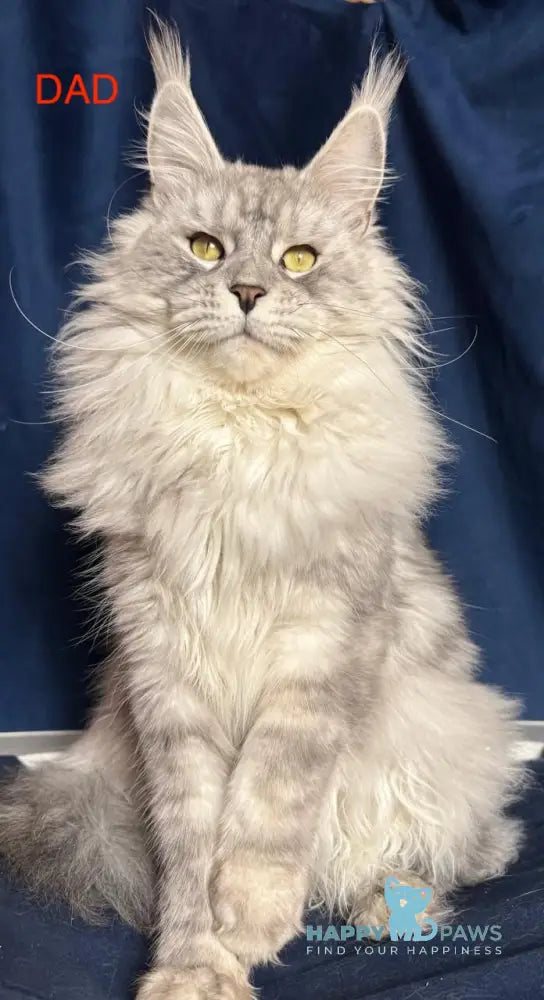 Bram Maine Coon male red smoke live animals