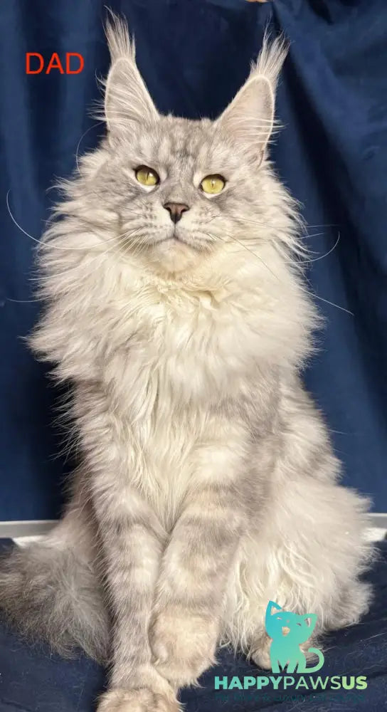 Bram Maine Coon male red smoke live animals