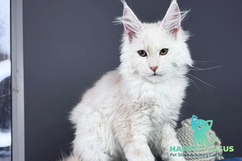 Bram Maine Coon male red smoke live animals