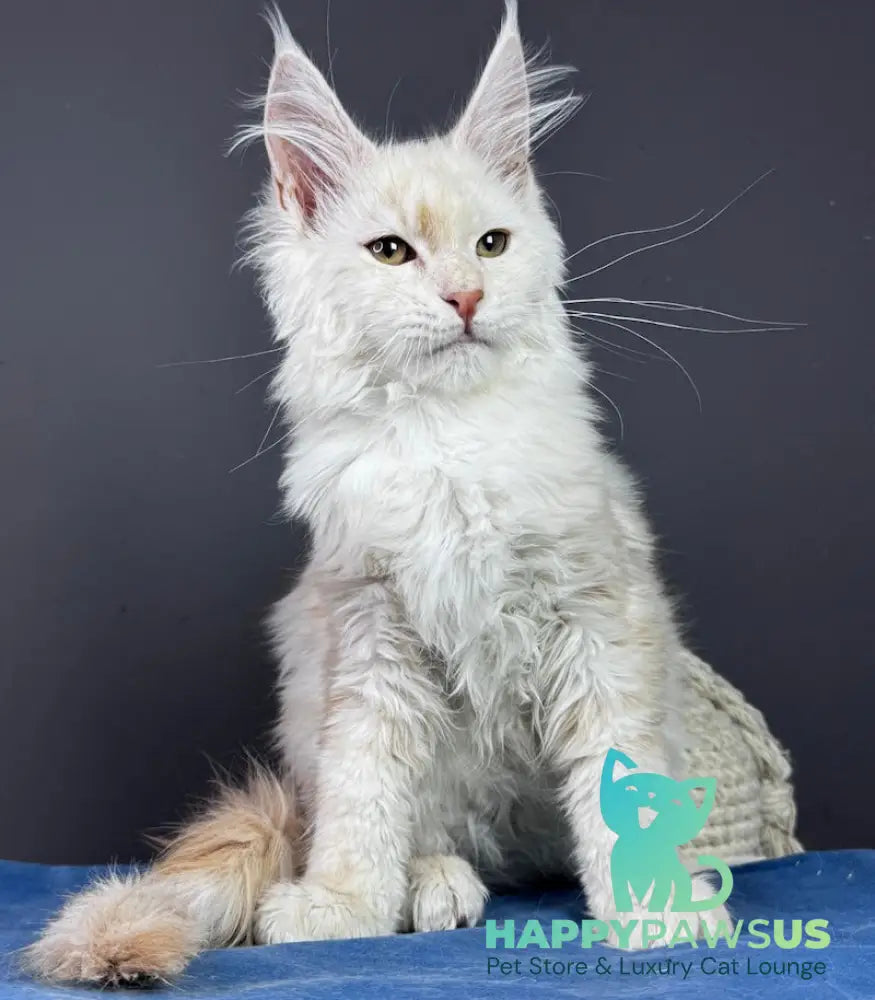Bram Maine Coon male red smoke live animals
