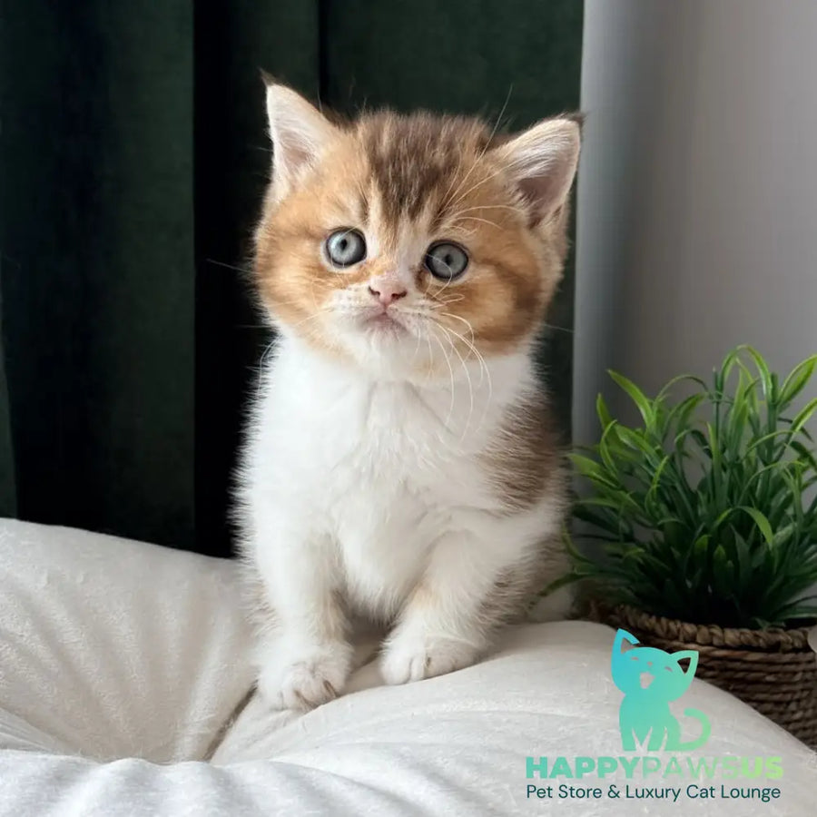 Brandon British Shorthair male chocolate ticked tabby bicolour - live animals
