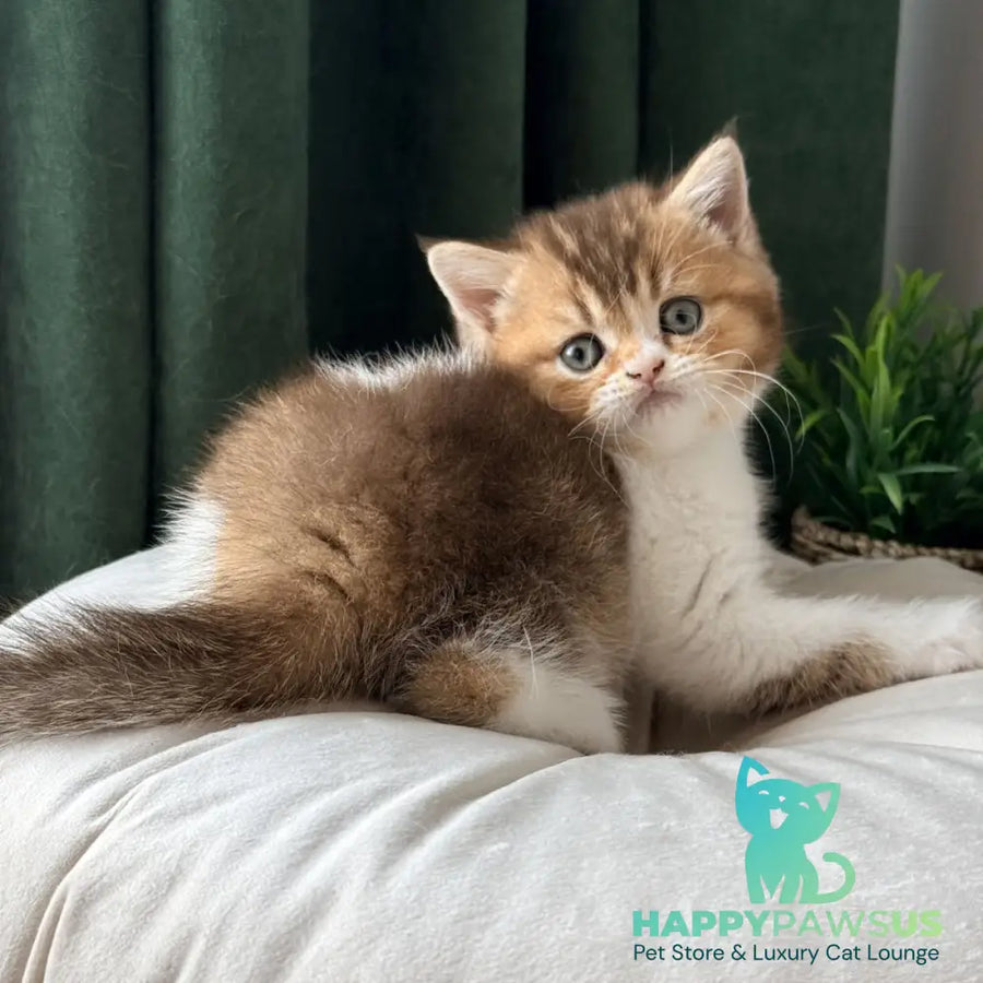 Brandon British Shorthair male chocolate ticked tabby bicolour - live animals