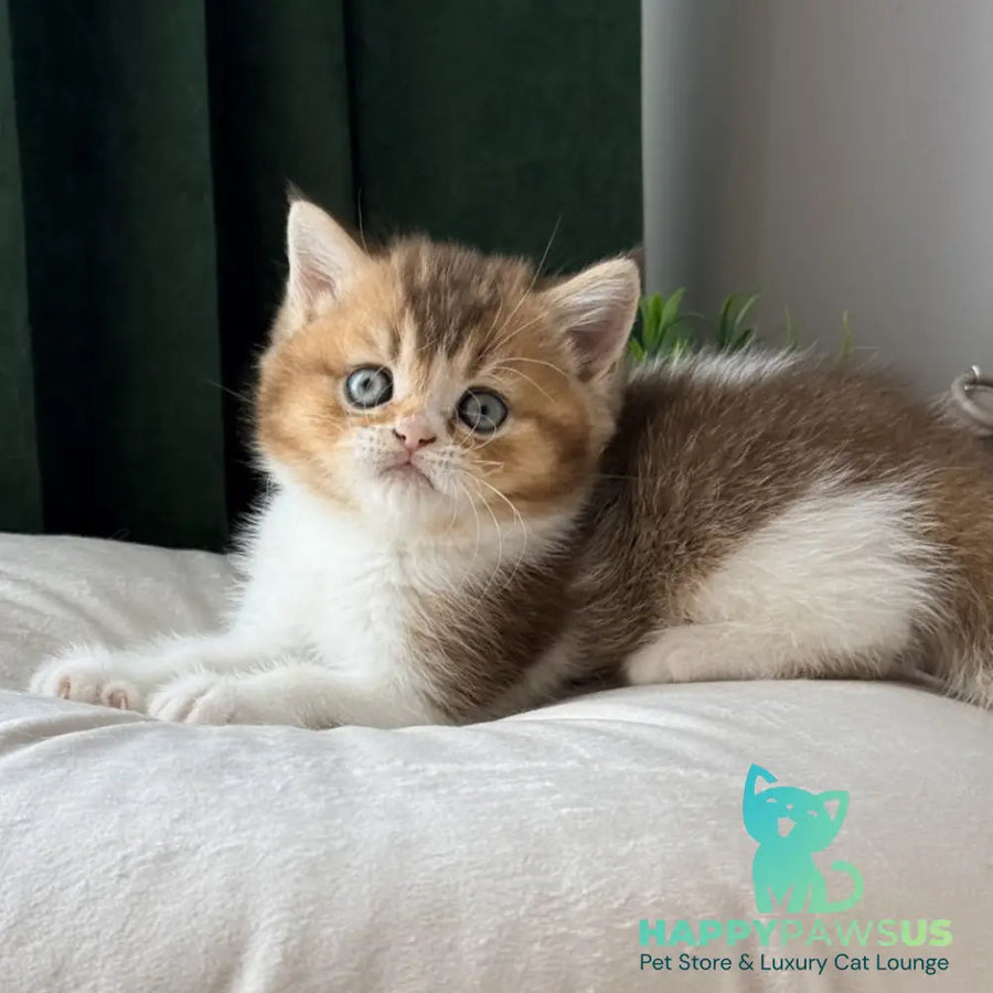 Brandon British Shorthair male chocolate ticked tabby bicolour - live animals