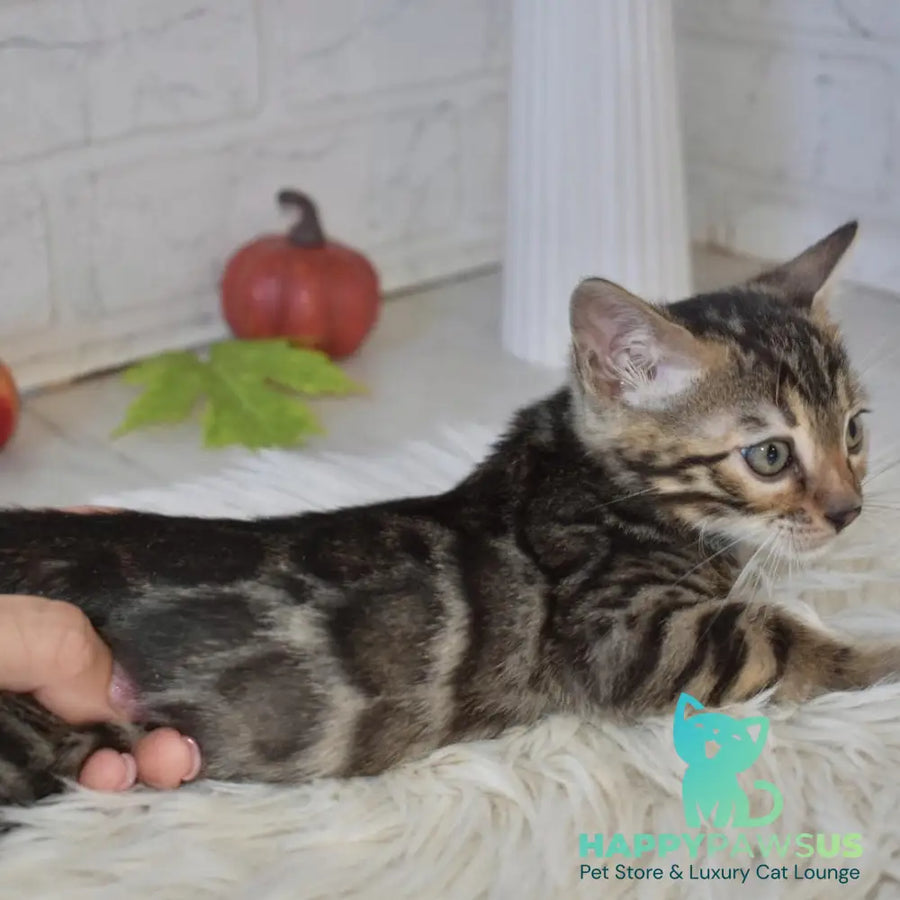 Brauni Bengal male black spotted tabby - live animals