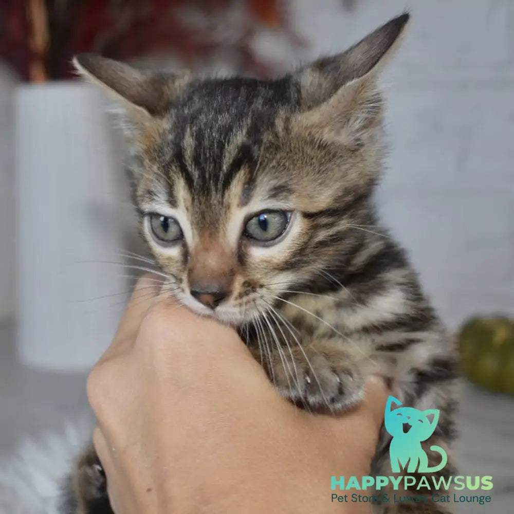 Brauni Bengal male black spotted tabby - live animals