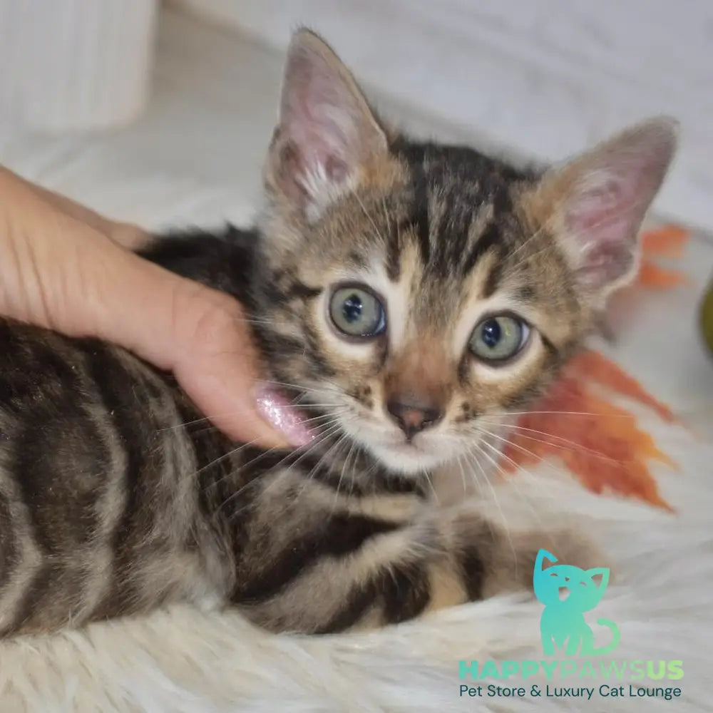 Brauni Bengal male black spotted tabby - live animals