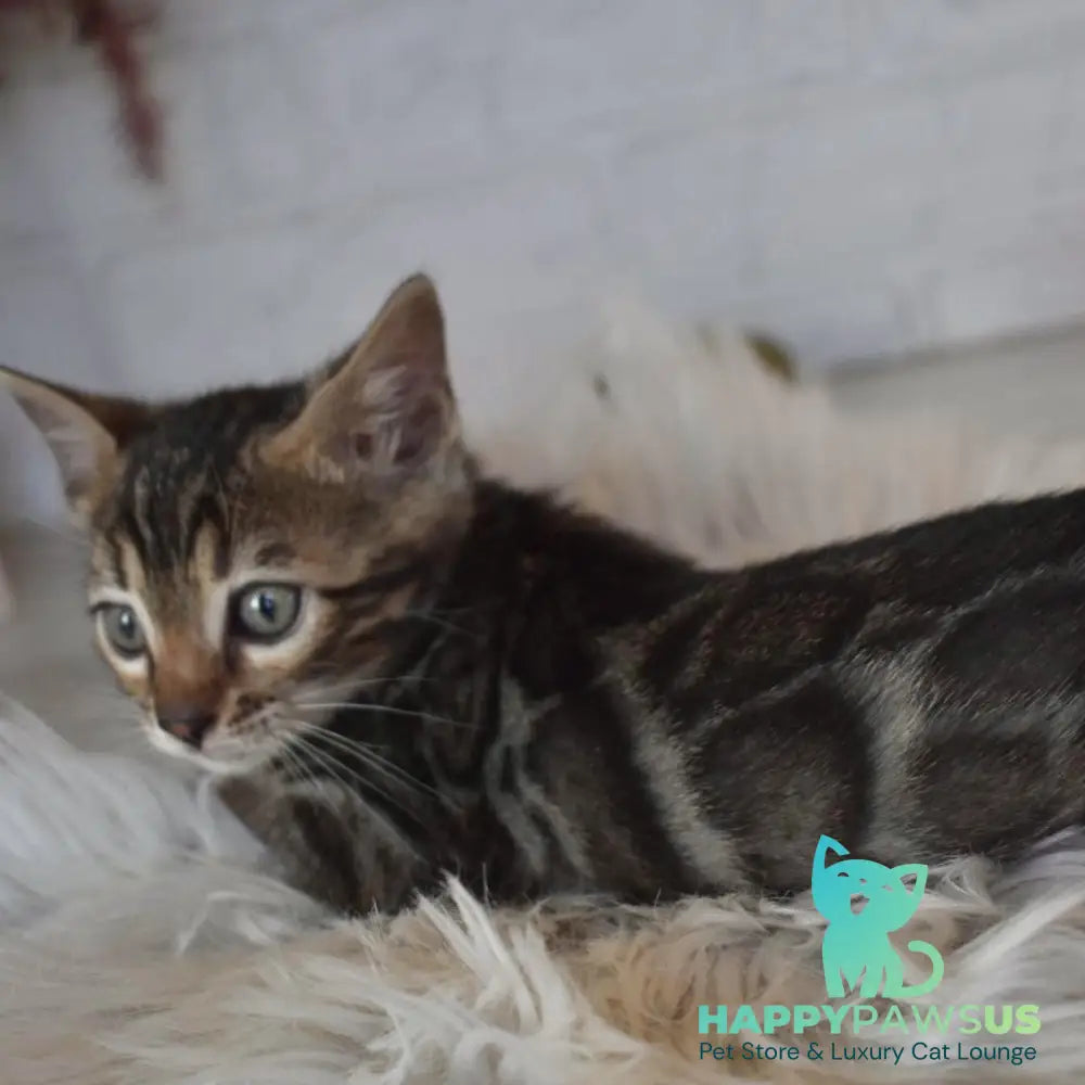 Brauni Bengal male black spotted tabby - live animals