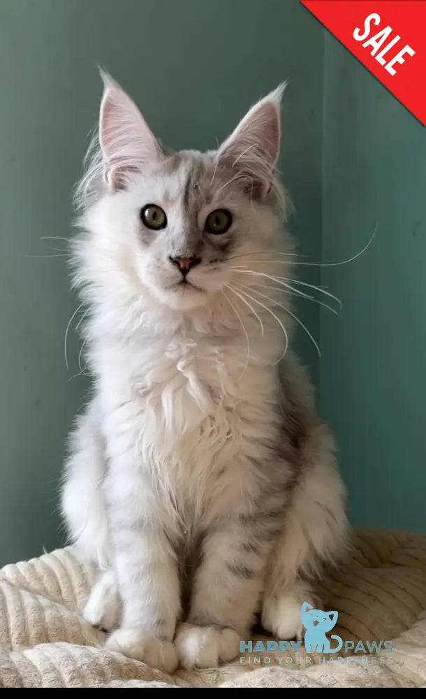 Bravo Maine Coon male black silver shaded live animals