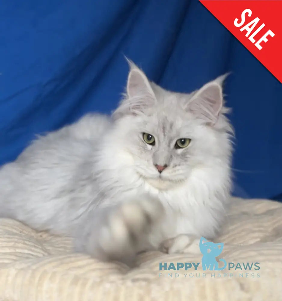 Bravo Maine Coon male black silver shaded live animals