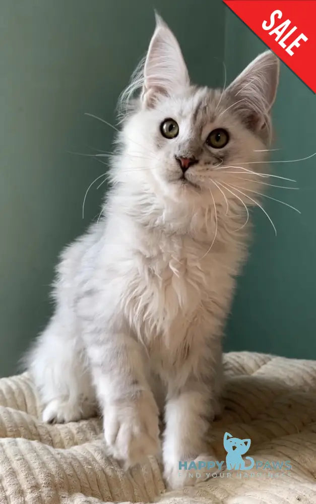 Bravo Maine Coon male black silver shaded live animals