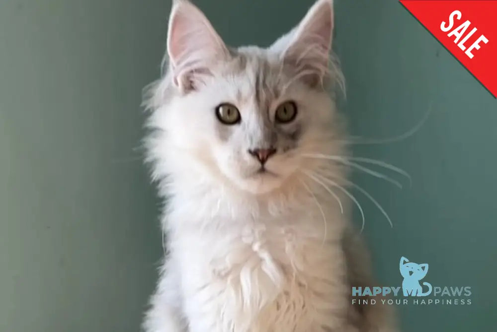 Bravo Maine Coon male black silver shaded live animals