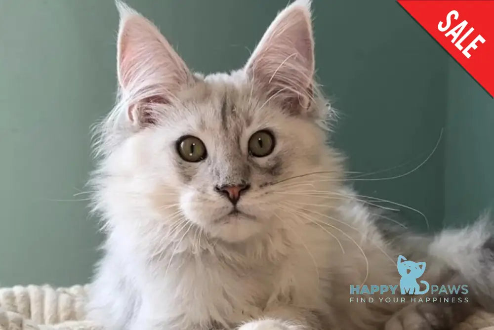 Bravo Maine Coon male black silver shaded live animals