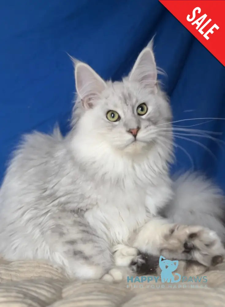 Bravo Maine Coon male black silver shaded live animals