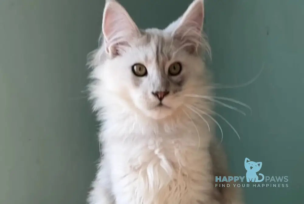 Bravo Maine Coon male black silver shaded live animals