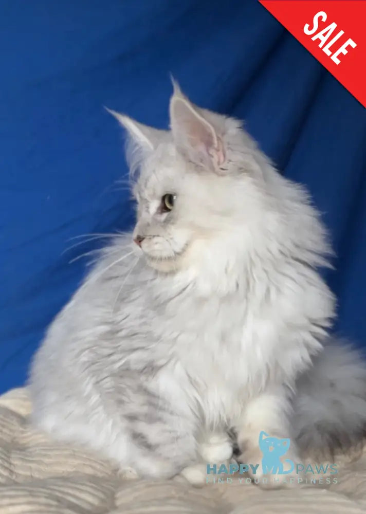 Bravo Maine Coon male black silver shaded live animals