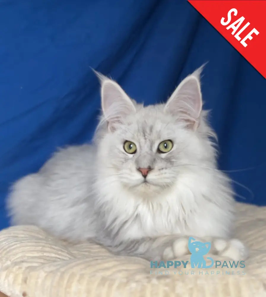 Bravo Maine Coon male black silver shaded live animals